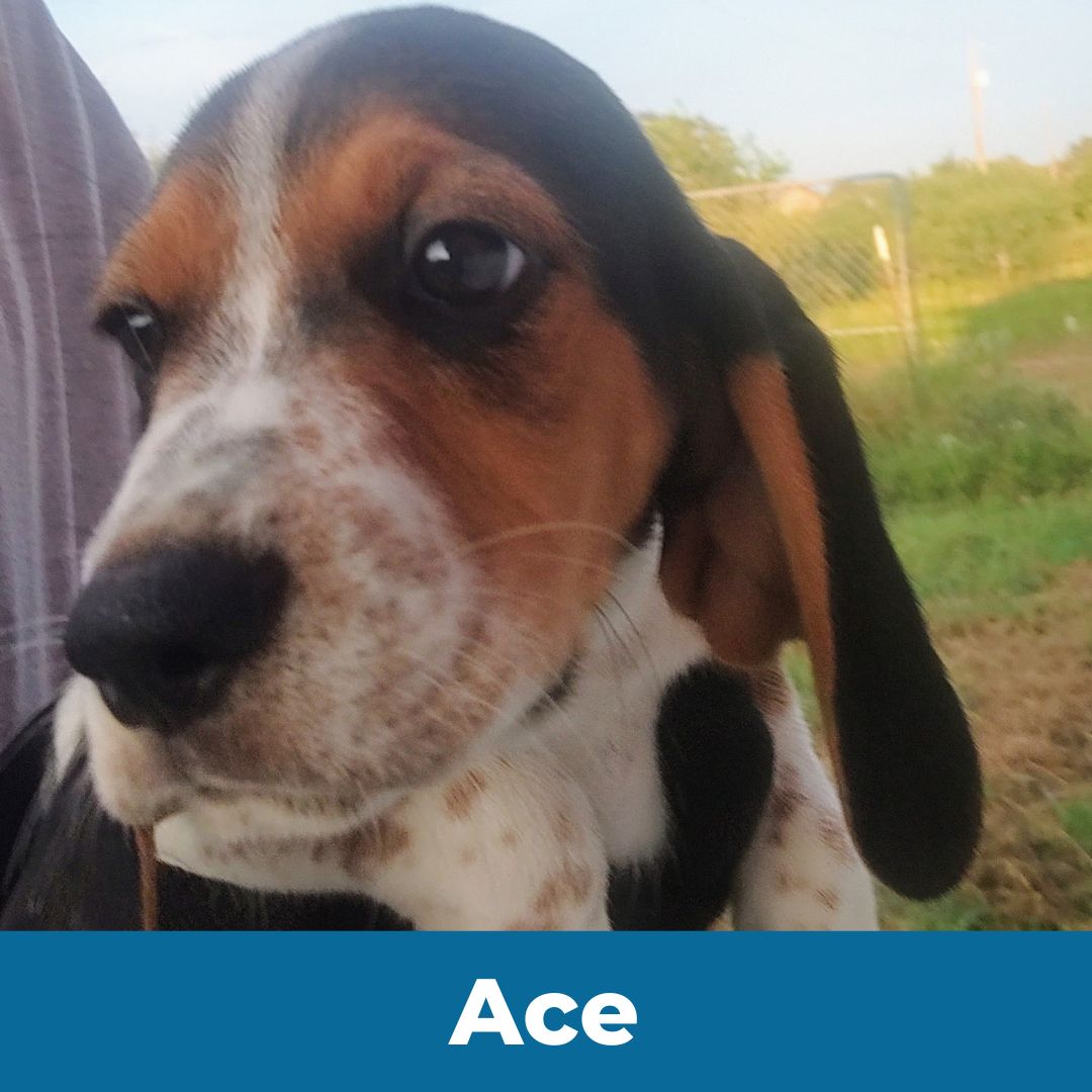 Ace (Lady and Happy) the Male Beagle Puppy