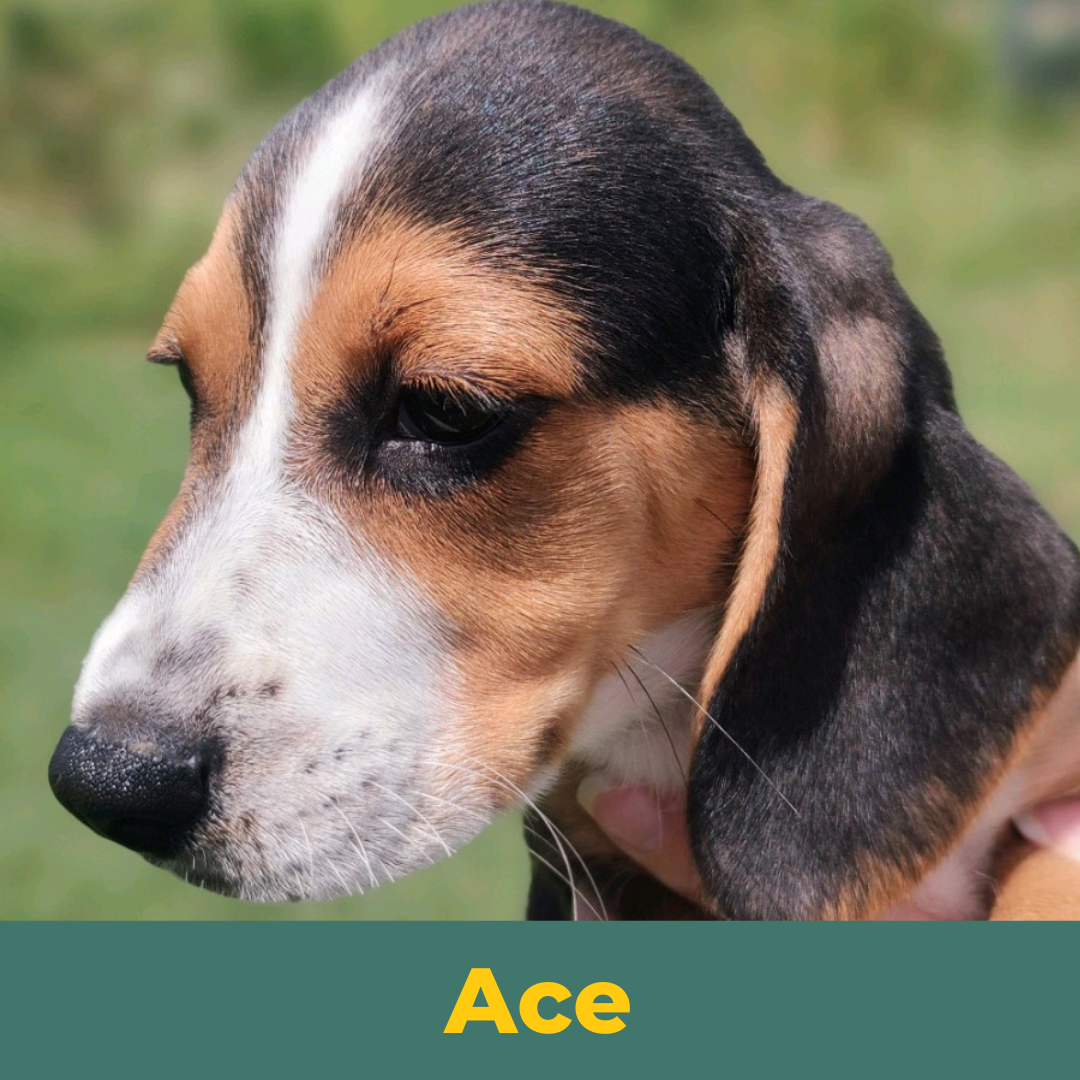 Ace the Male Beagle Puppy