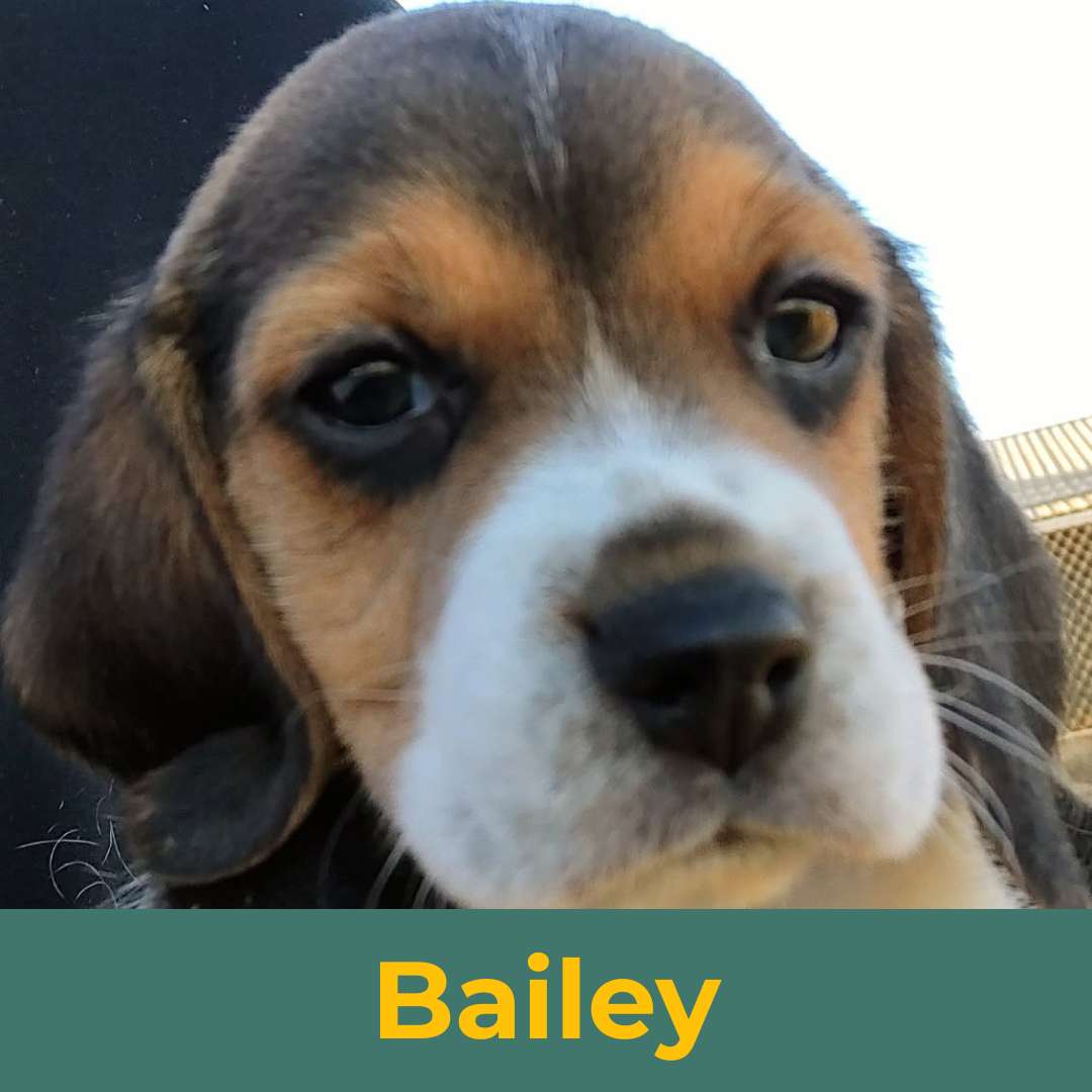 Bailey (Rain & Luke) the Female Beagle Puppy