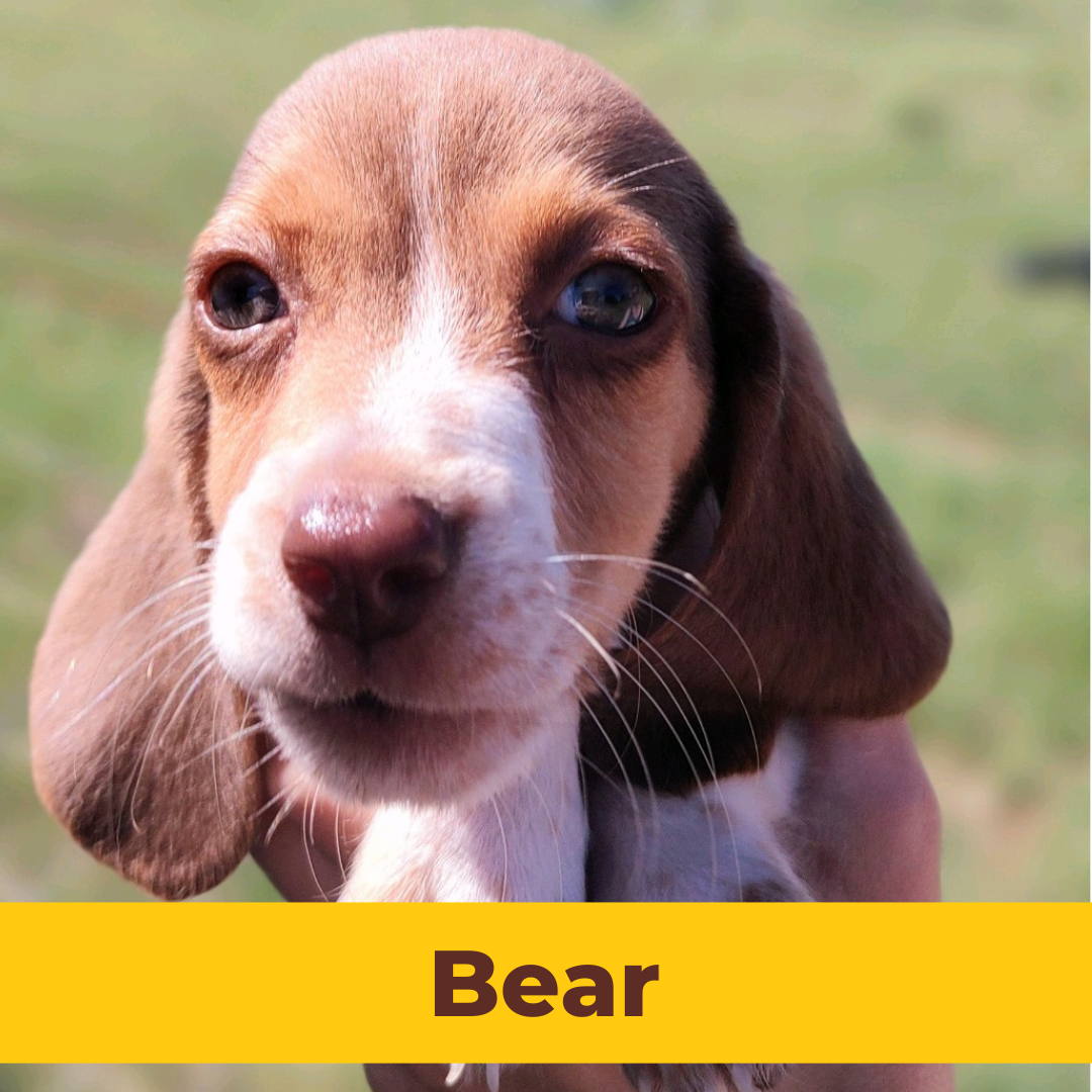 Bear the Male Beagle Puppy