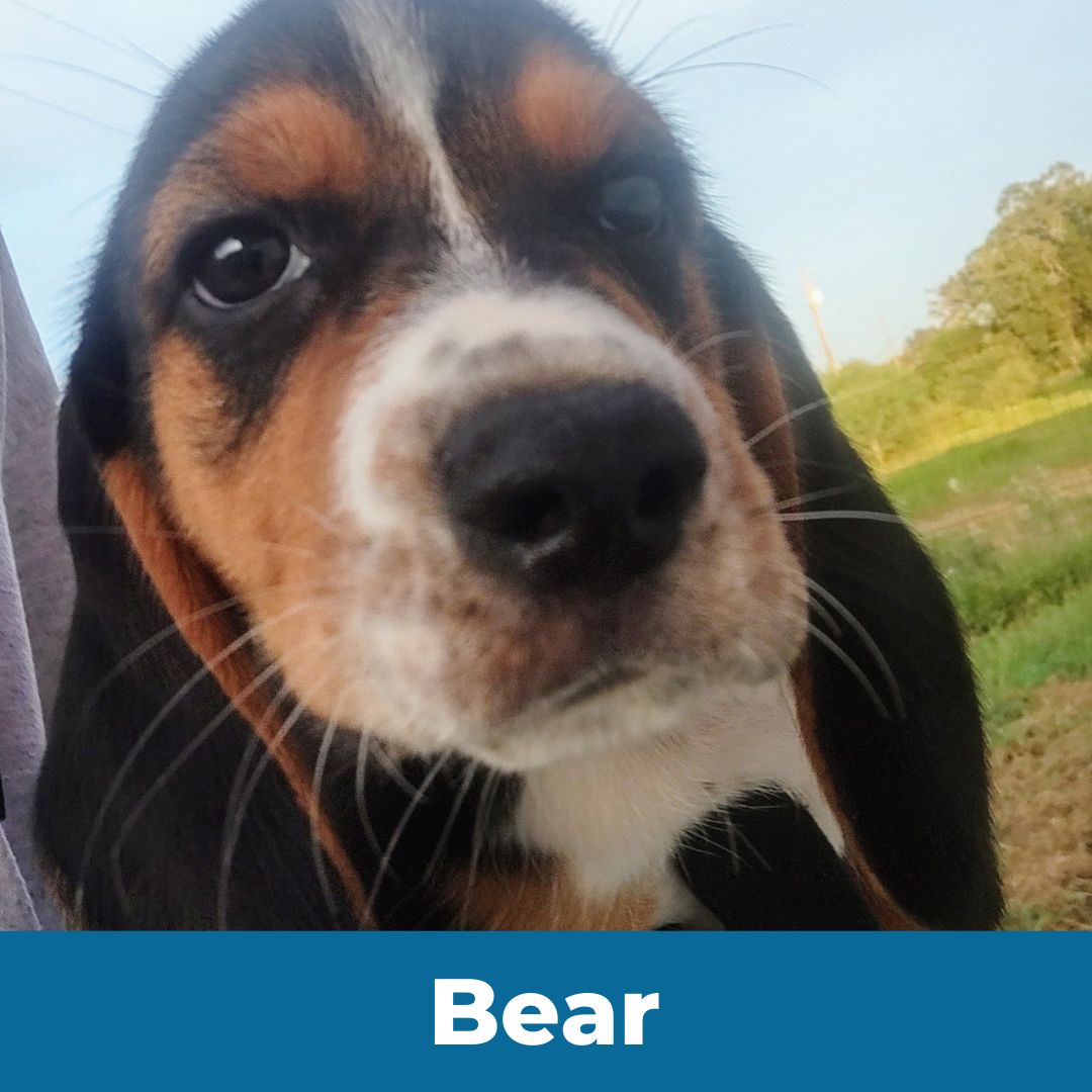 Bear (Lady and Happy) the Male Beagle Puppy