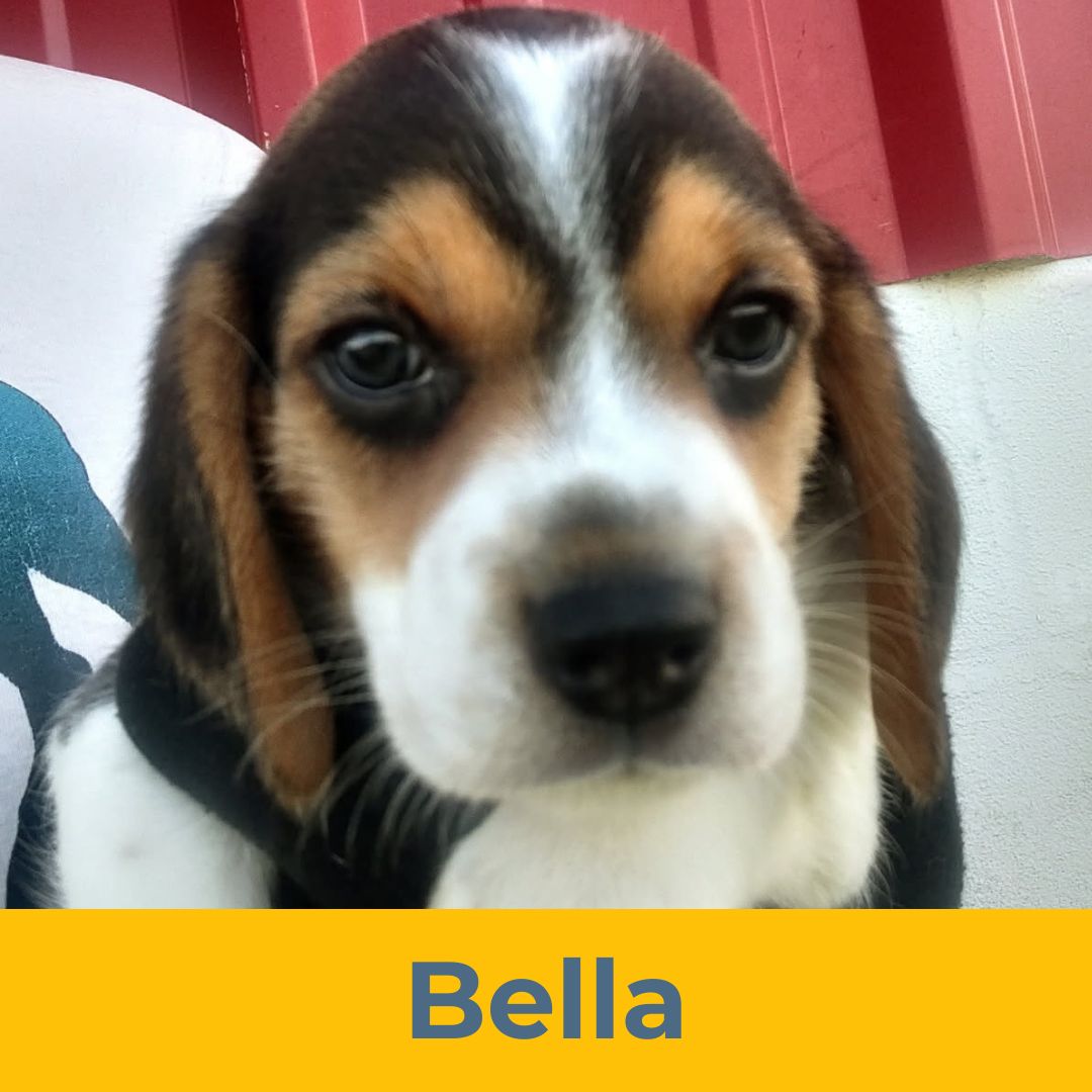 Bella (Rain & Luke) the Female Beagle Puppy