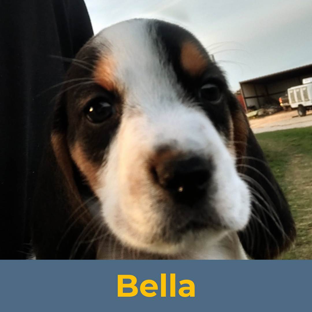 Bella (Sue & Luke) the Female Beagle Puppy