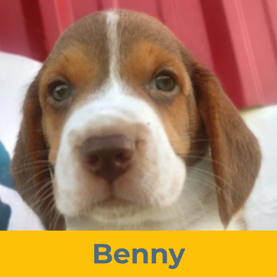 Benny (Rain & Luke) the Male Beagle Puppy