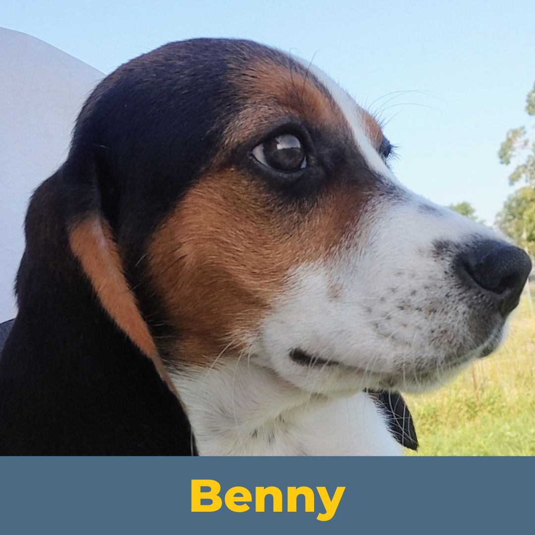 Benny (Sue and John) the Male Beagle Puppy