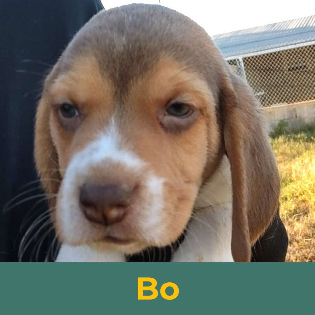 Bo (Rain & Luke) the Male Beagle Puppy