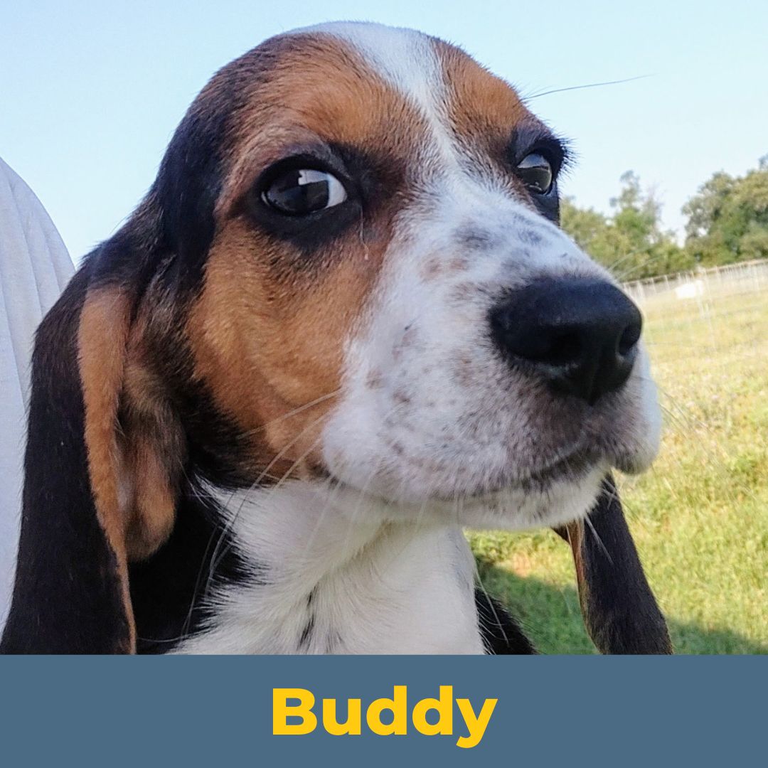 Buddy (Sue and John) the Male Beagle Puppy