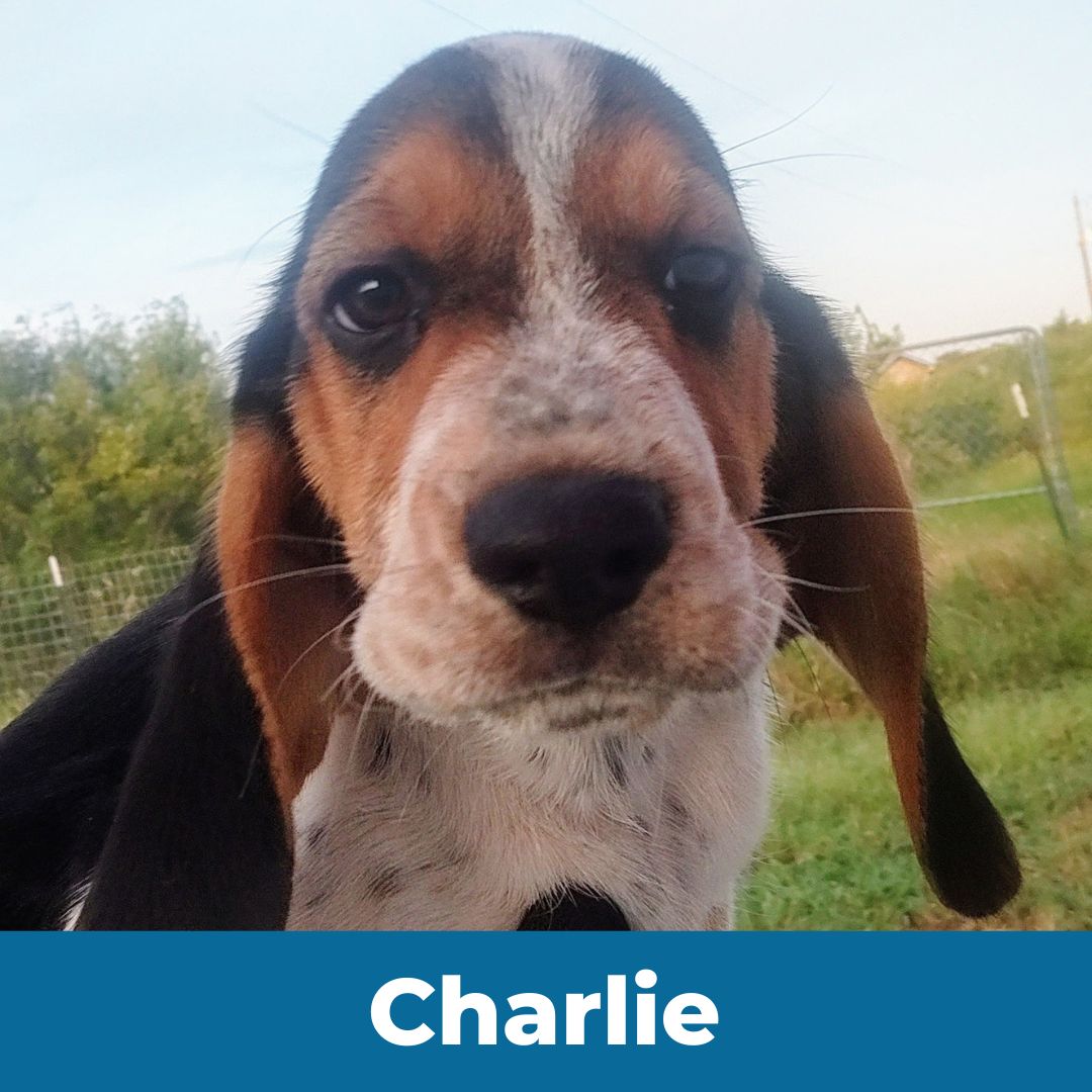 Charlie (Lady and Happy) the Male Beagle Puppy