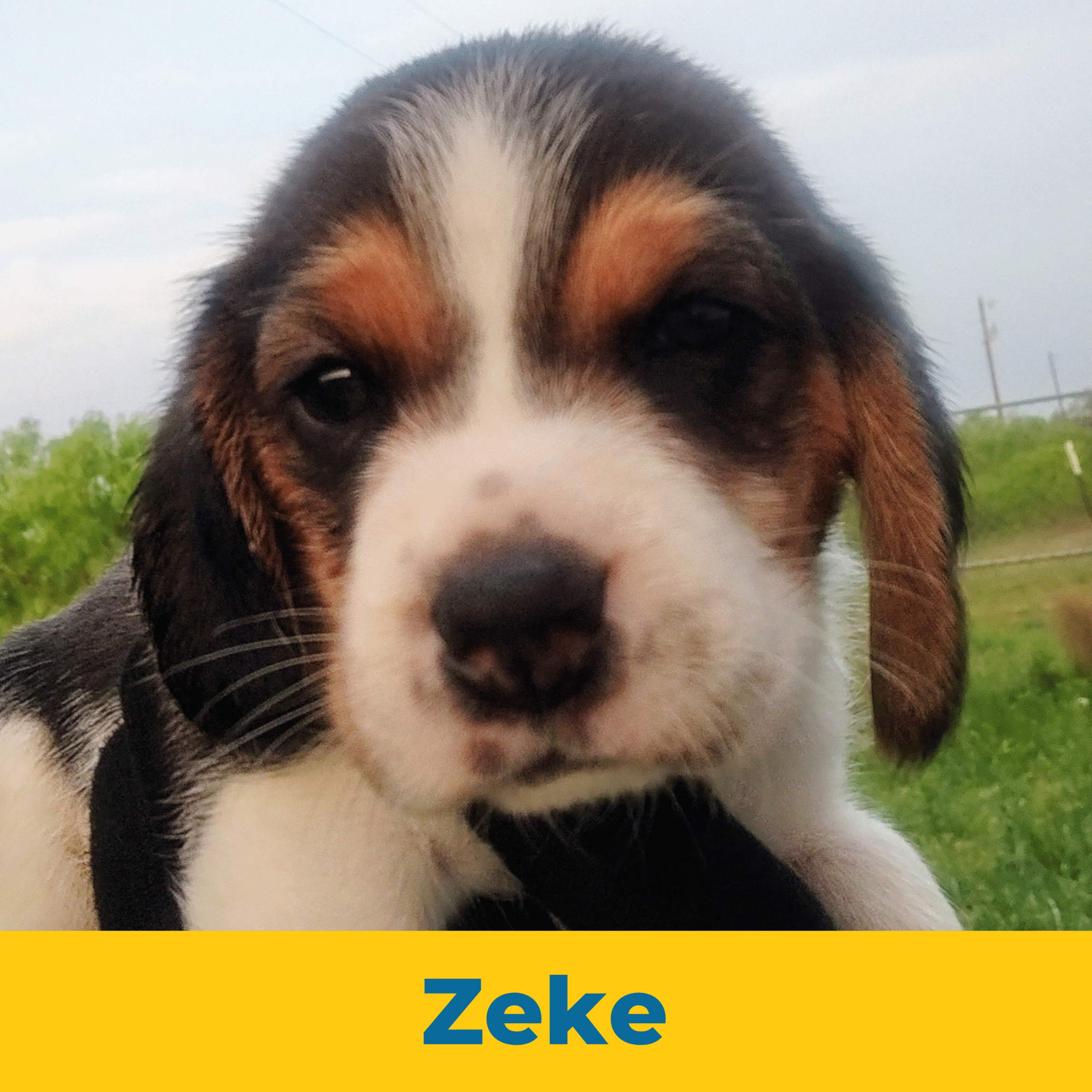 Zeke (Rain and Tim) the Male Beagle Puppy