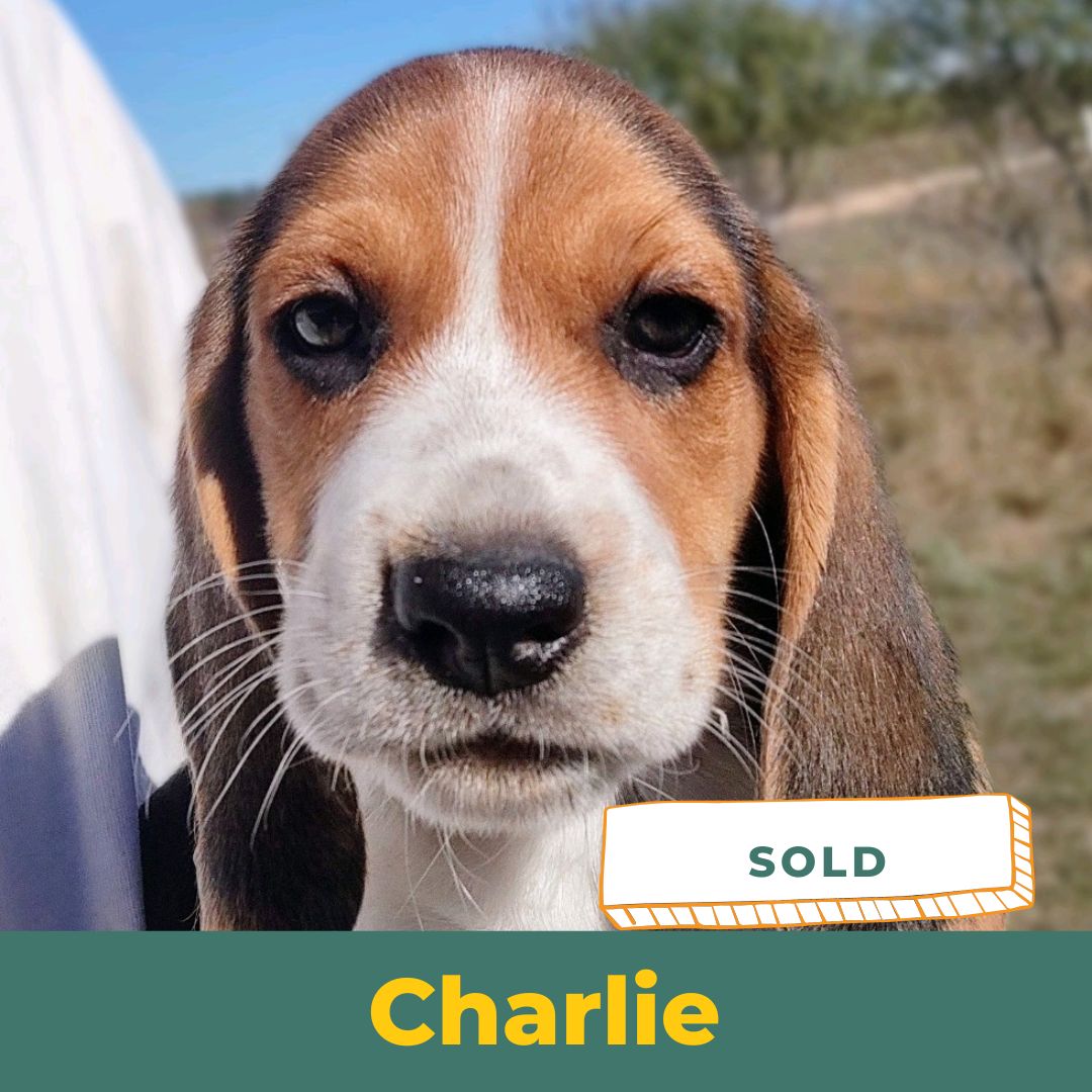 Charlie the Male Beagle Puppy