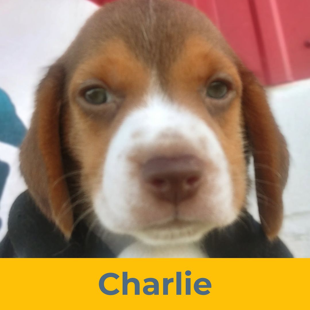 Charlie (Rain & Luke) the Male Beagle Puppy