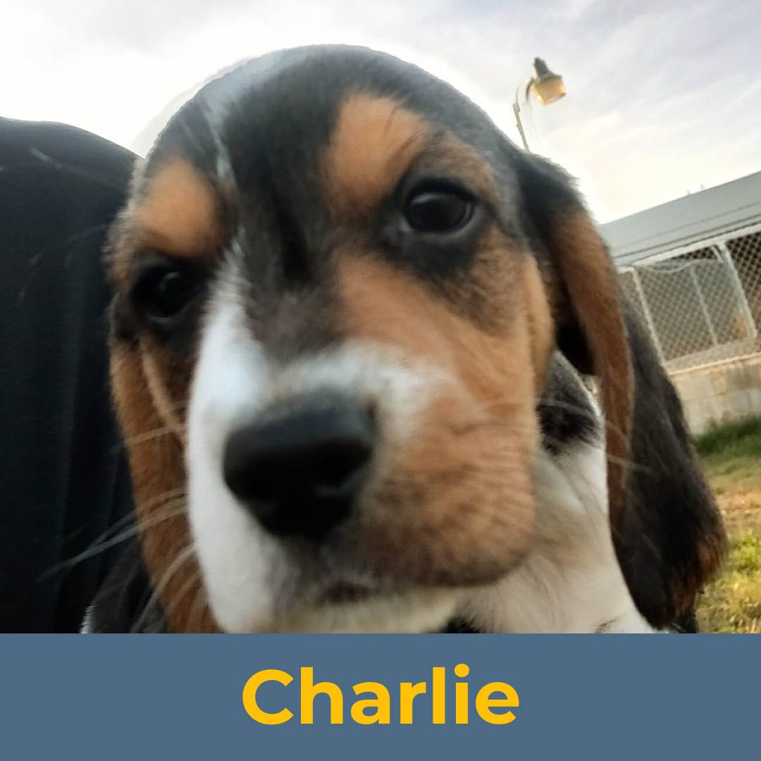 Charlie (Sue & Luke) the Male Beagle Puppy