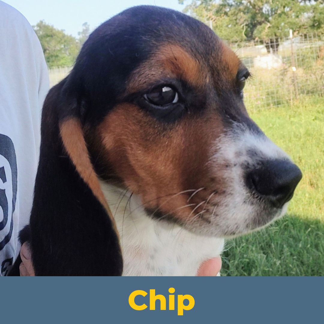 Chip (Sue and John) the Male Beagle Puppy