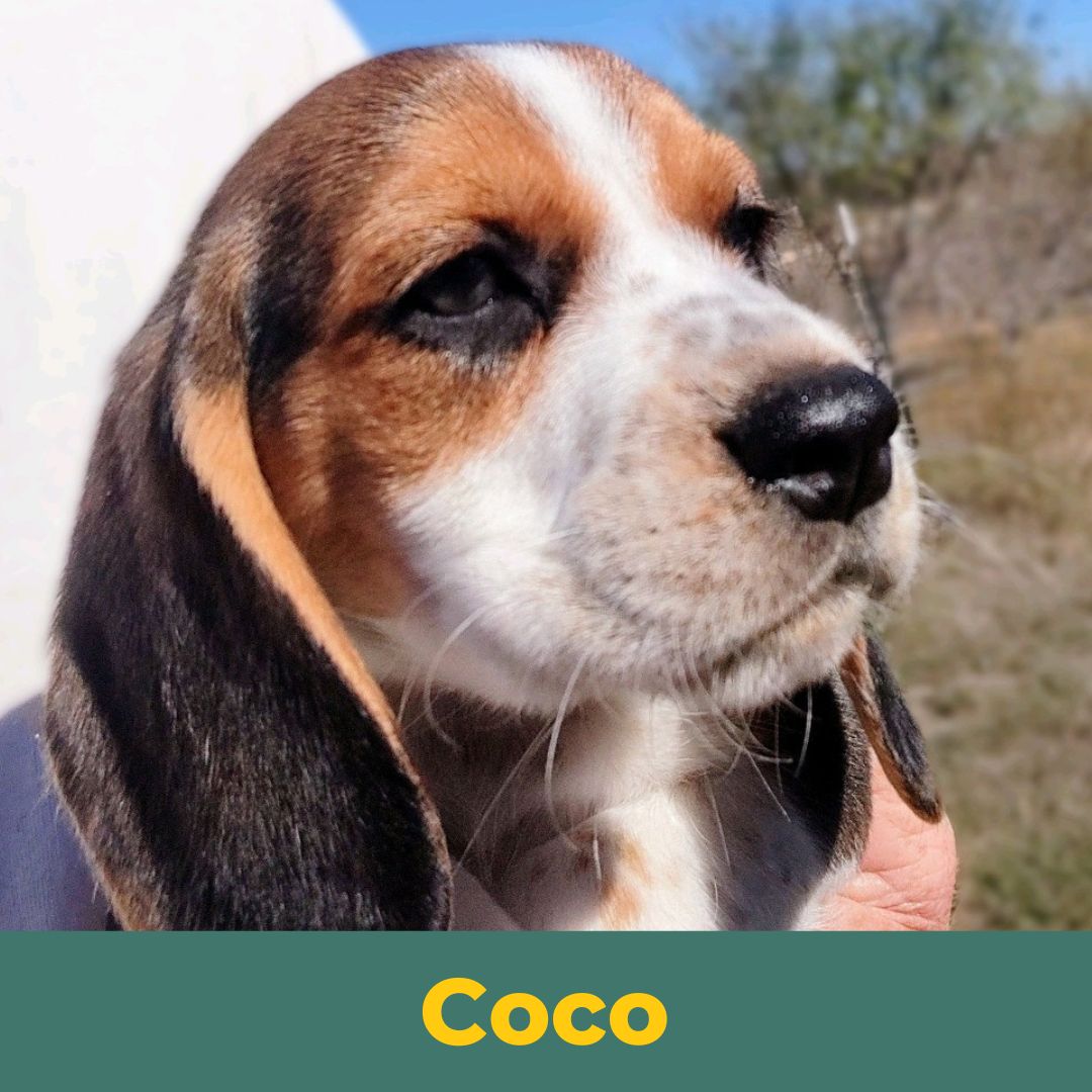 Coco the Female Beagle Puppy