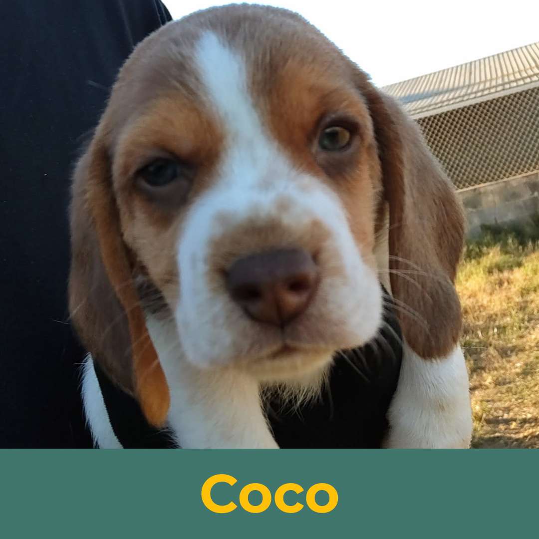Coco (Rain & Luke) the Female Beagle Puppy