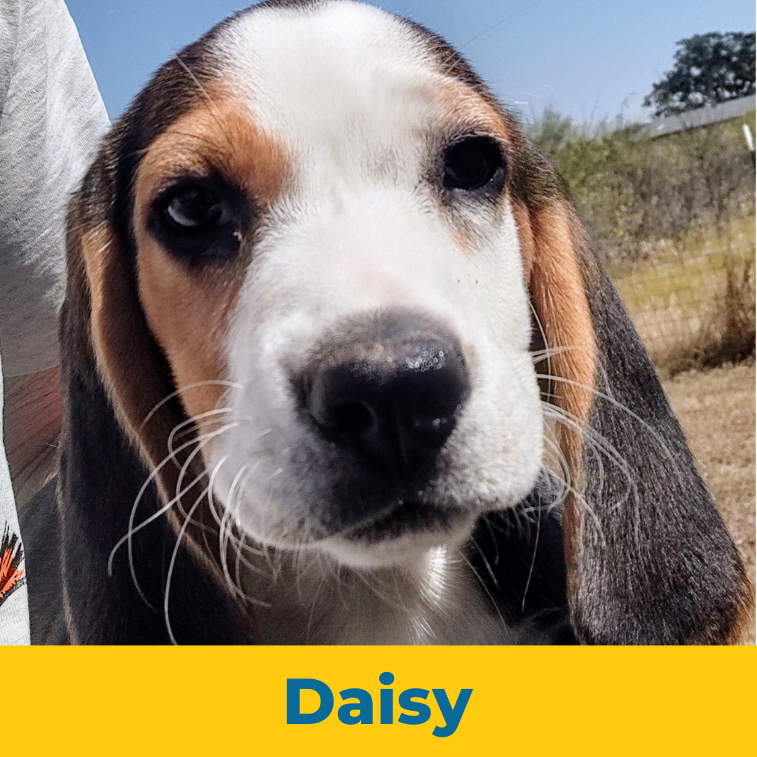 Daisy the Female Beagle Puppy