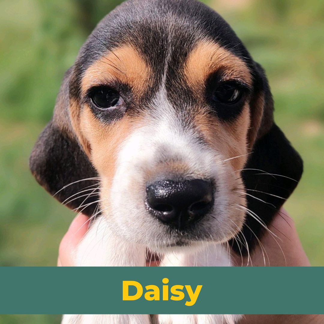 Daisy the Female Beagle Puppy