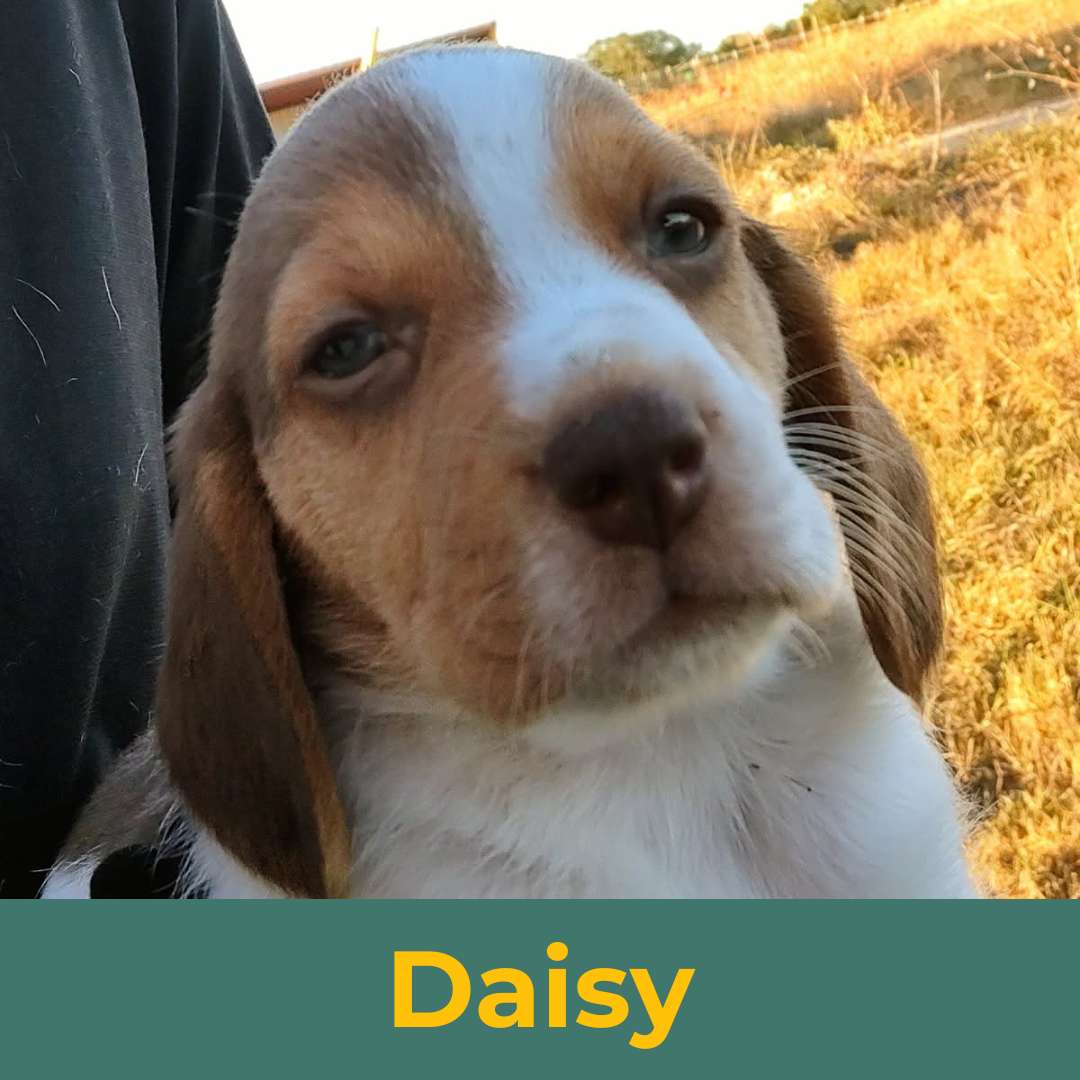 Daisy (Rain & Luke) the Female Beagle Puppy