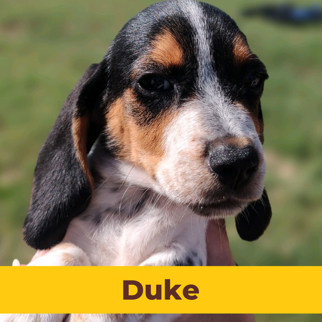 Duke the Male Beagle Puppy