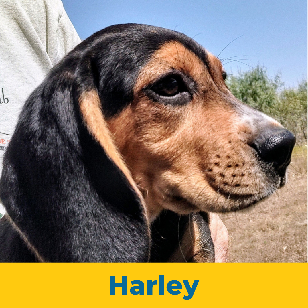 Harley the Female Beagle Puppy