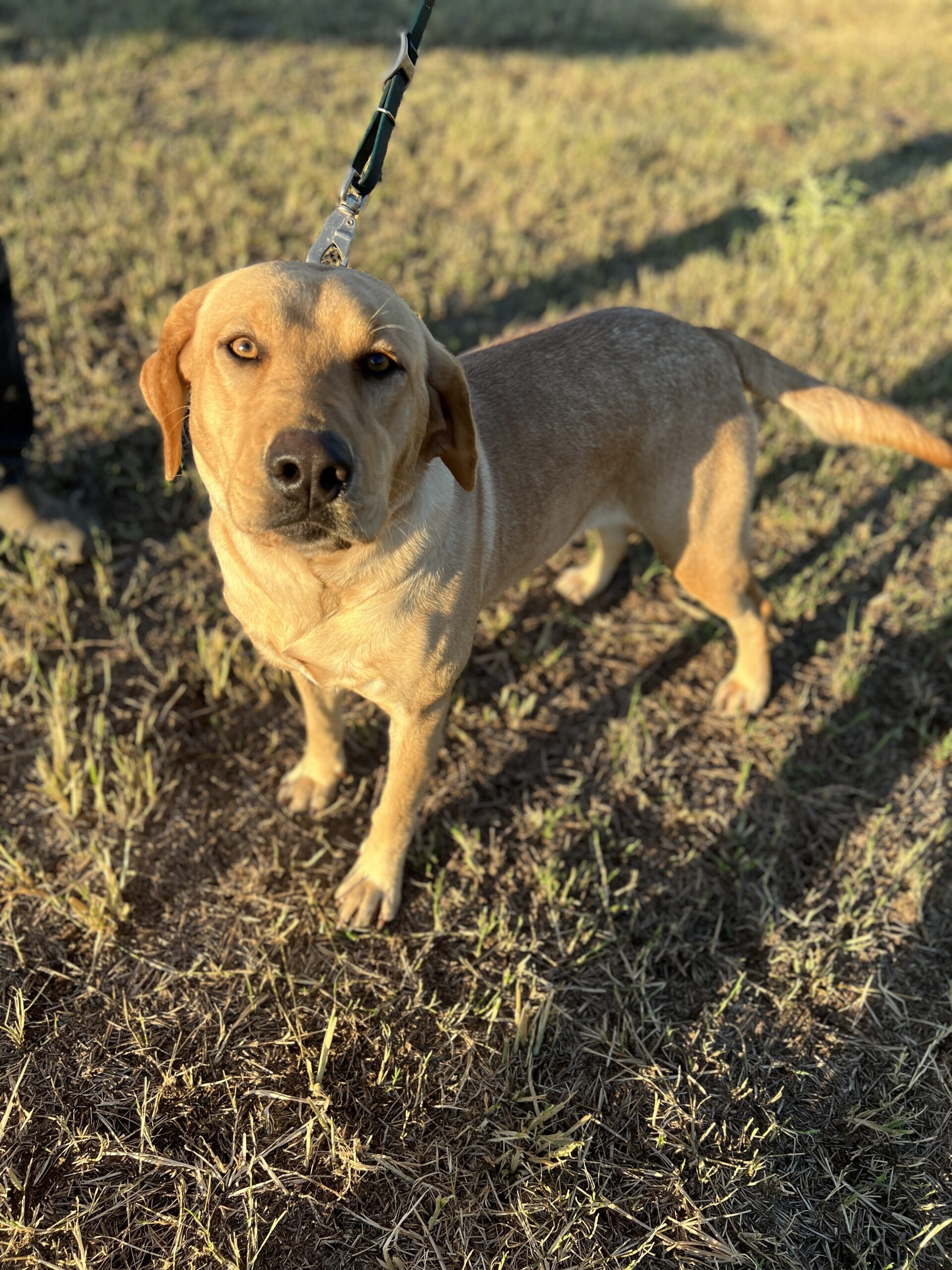 Harley - Lab the Female Beagle