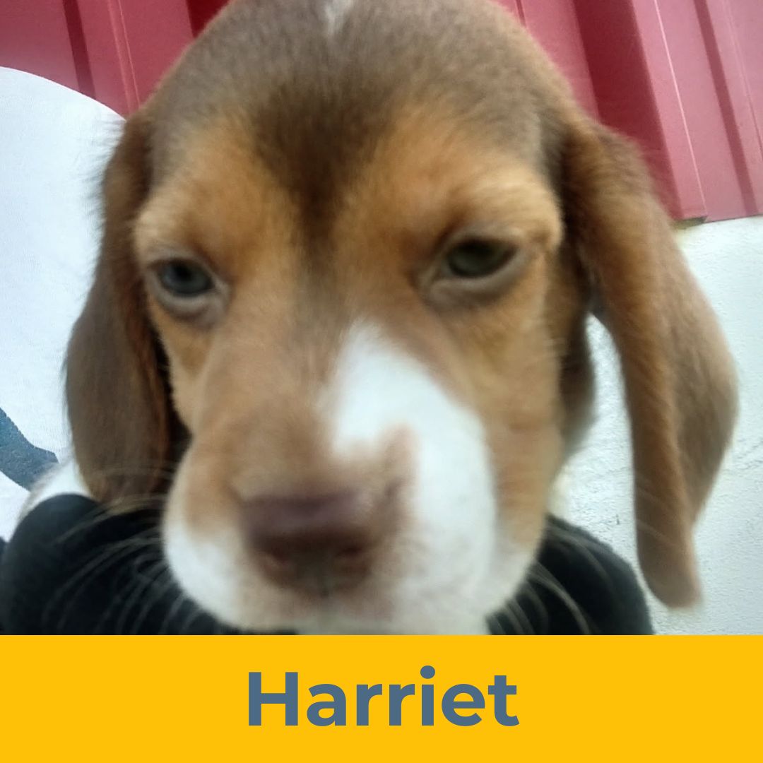 Harriet (Rain & Luke) the Female Beagle Puppy