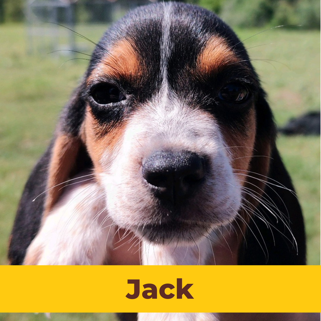 Jack the Male Beagle Puppy