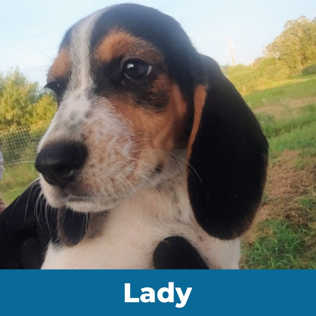 Lady (Lady and Happy) the Female Beagle Puppy