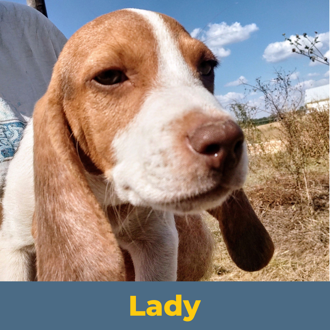 Lady the Female Beagle Puppy