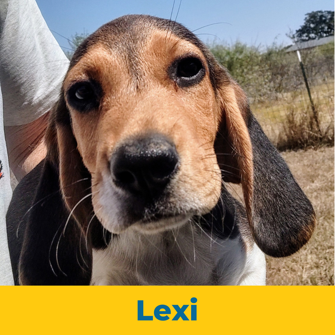 Lexi the Female Beagle Puppy