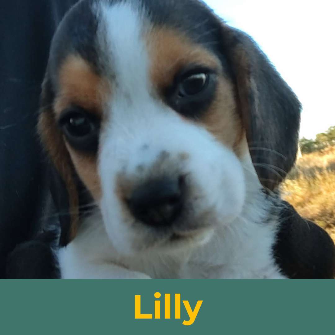 Lilly (Rain & Luke) the Female Beagle Puppy