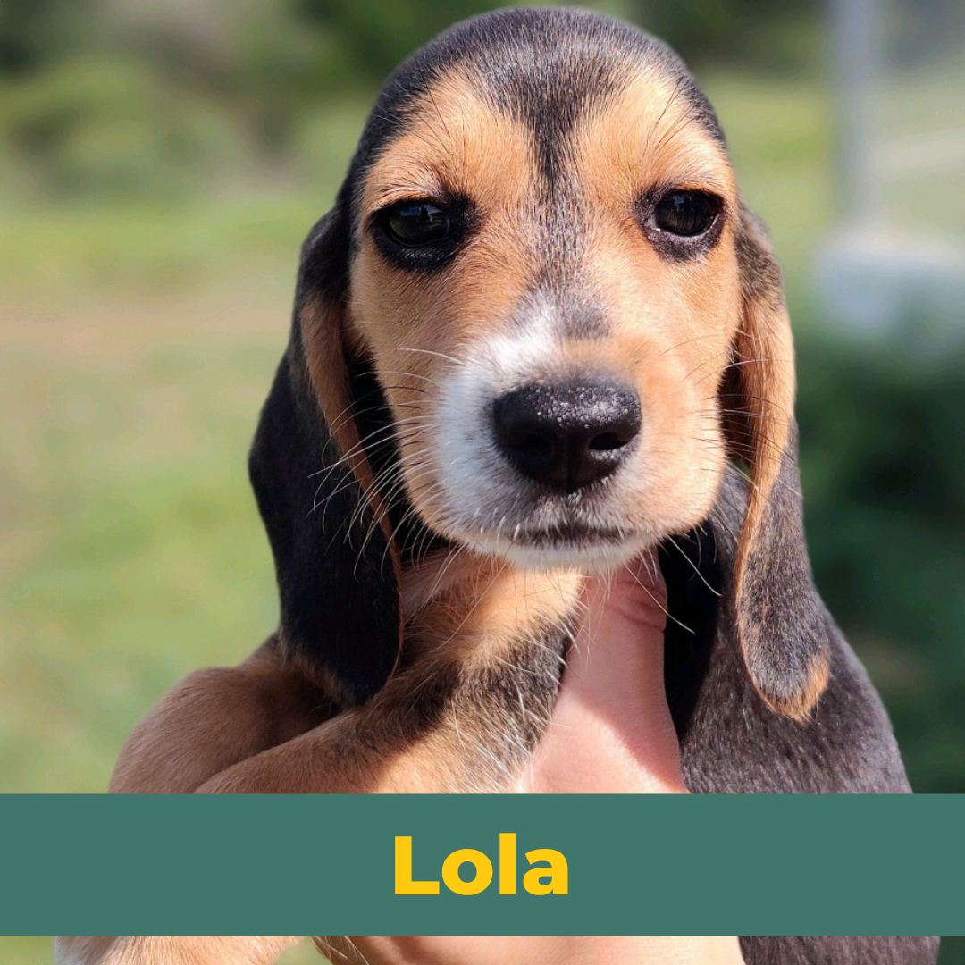 Lola the Female Beagle Puppy