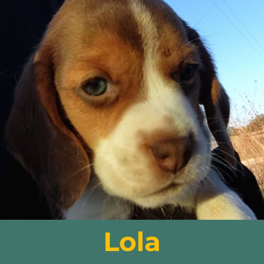 Lola (Rain & Luke) the Female Beagle Puppy