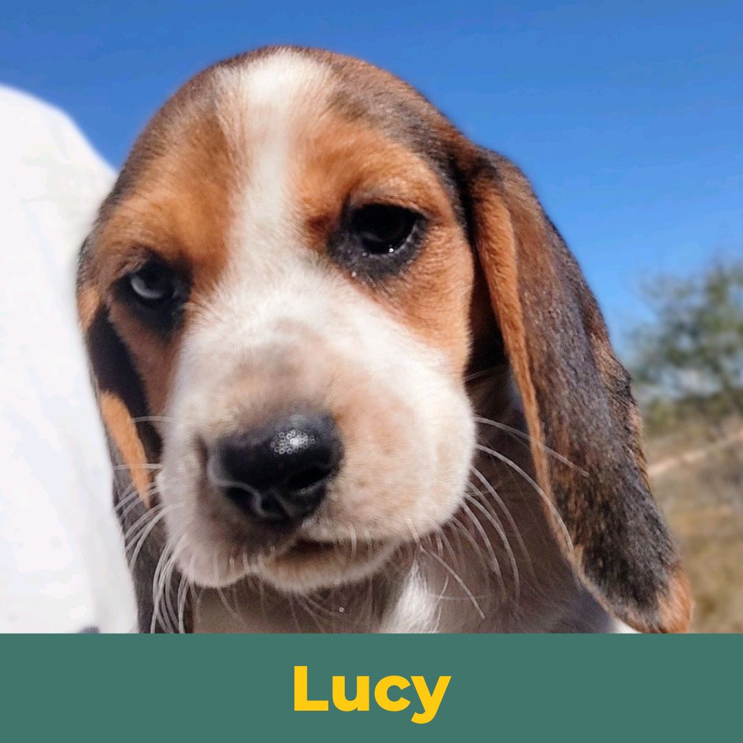 Lucy the Female Beagle Puppy