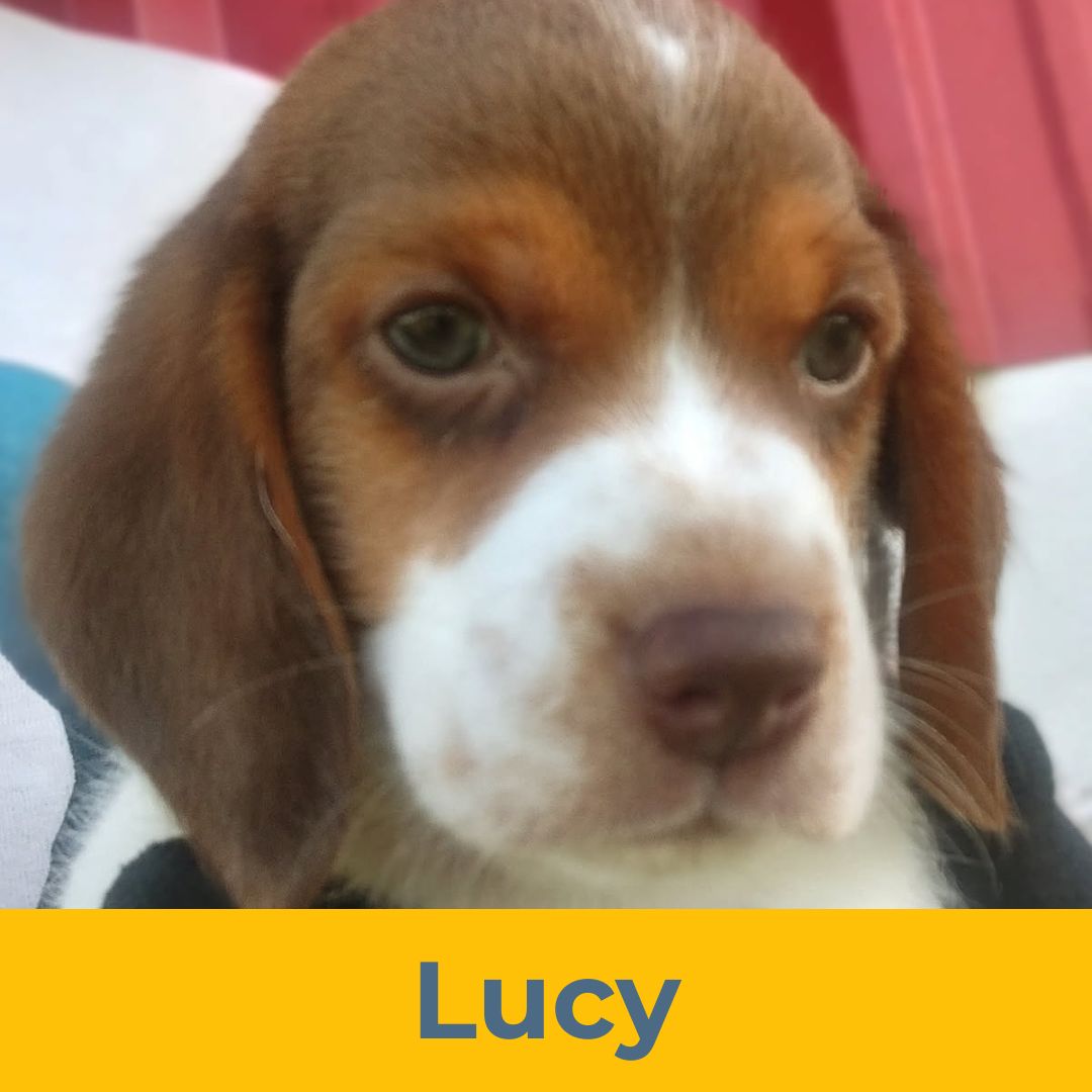 Lucy (Rain & Luke) the Female Beagle Puppy