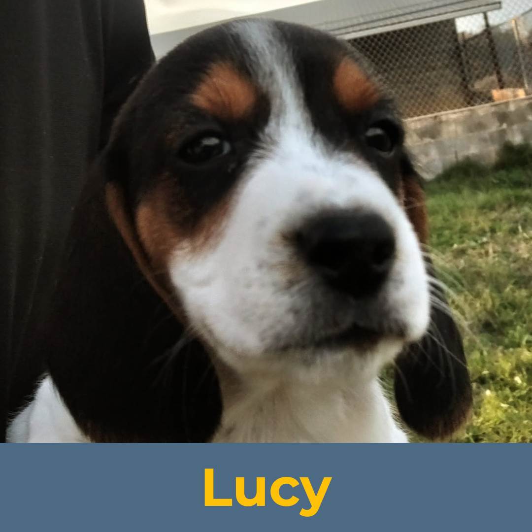 Lucy (Sue & Luke) the Female Beagle Puppy