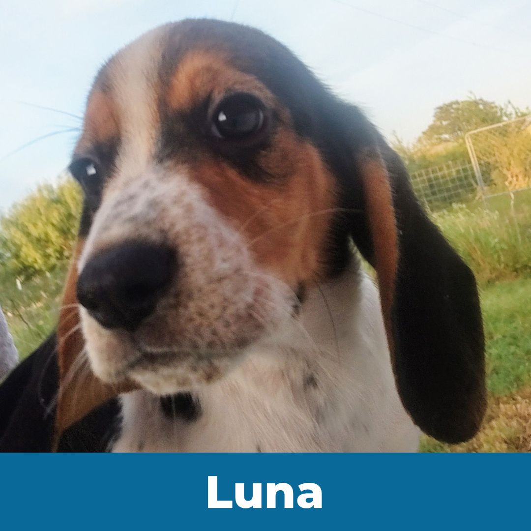 Luna (Lady and Happy) the Female Beagle Puppy