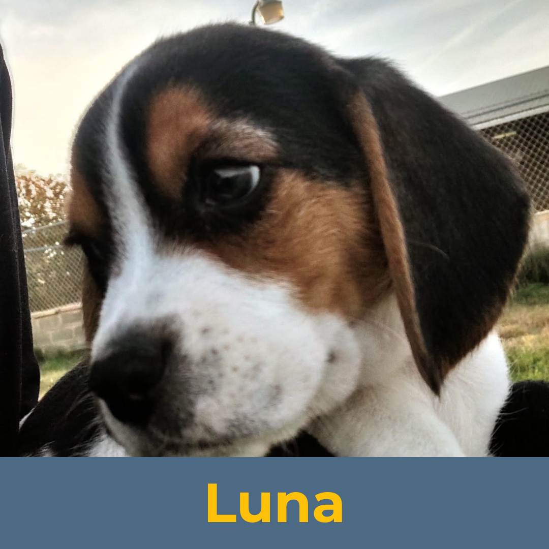 Luna (Sue & Luke) the Female Beagle Puppy