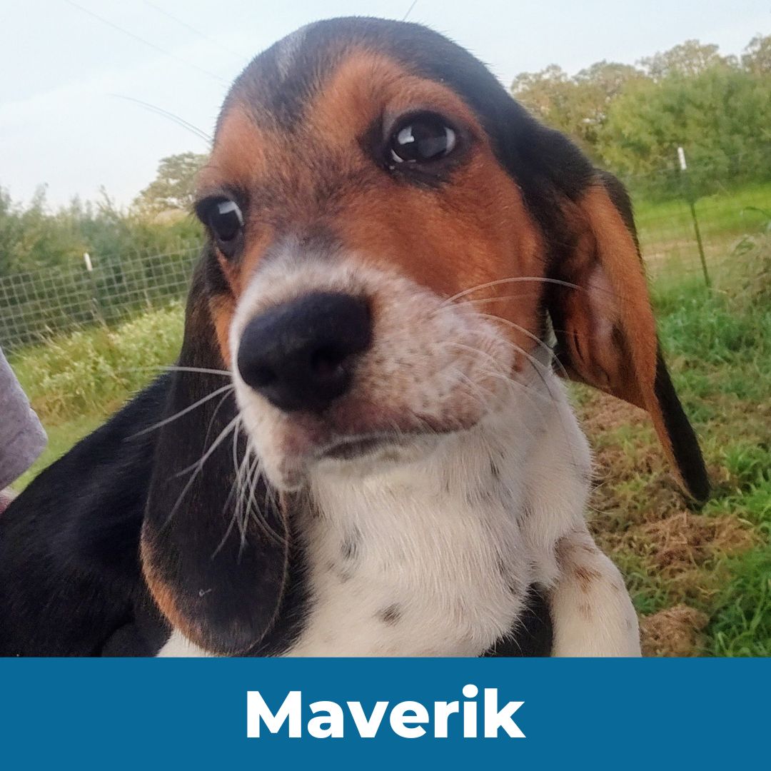 Maverick (Lady and Happy) the Male Beagle Puppy