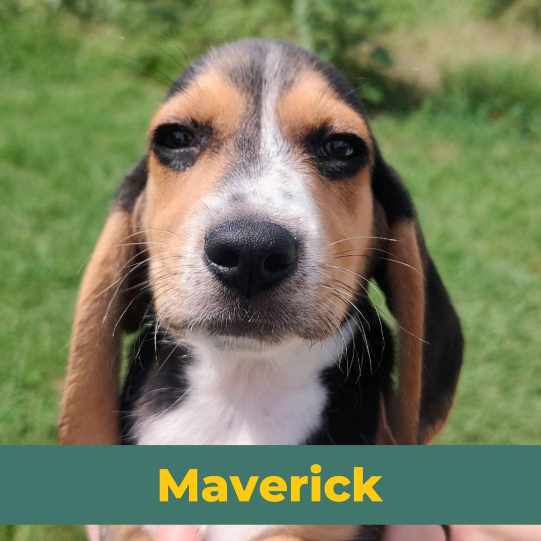 Maverick the Male Beagle Puppy