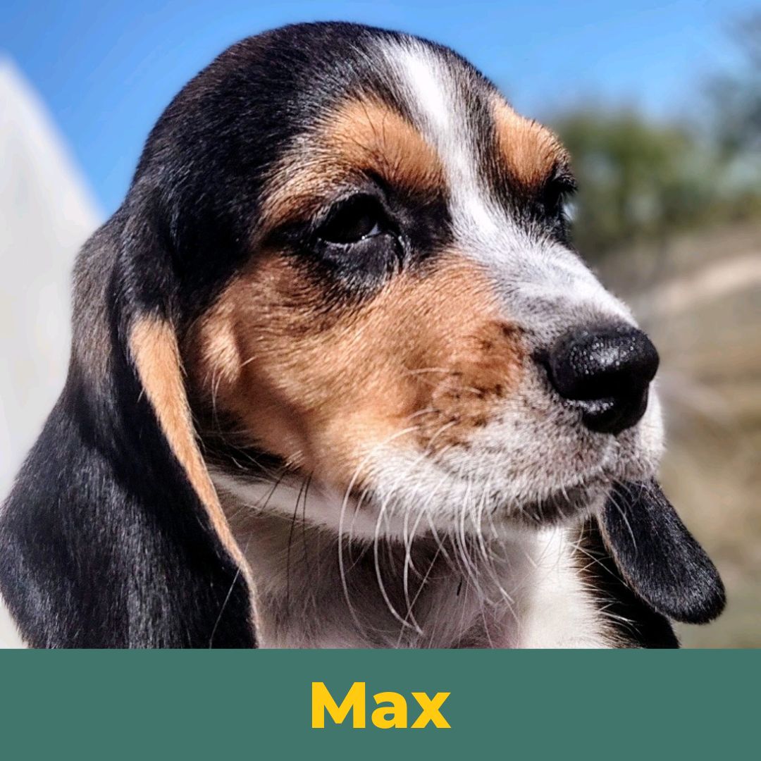 Max the Male Beagle Puppy