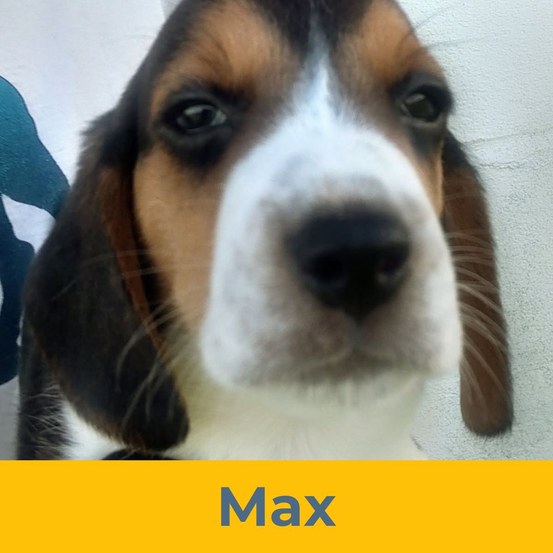 Max (Rain & Luke) the Male Beagle Puppy