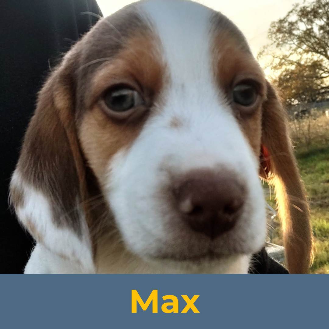 Max (Sue & Luke) the Male Beagle Puppy