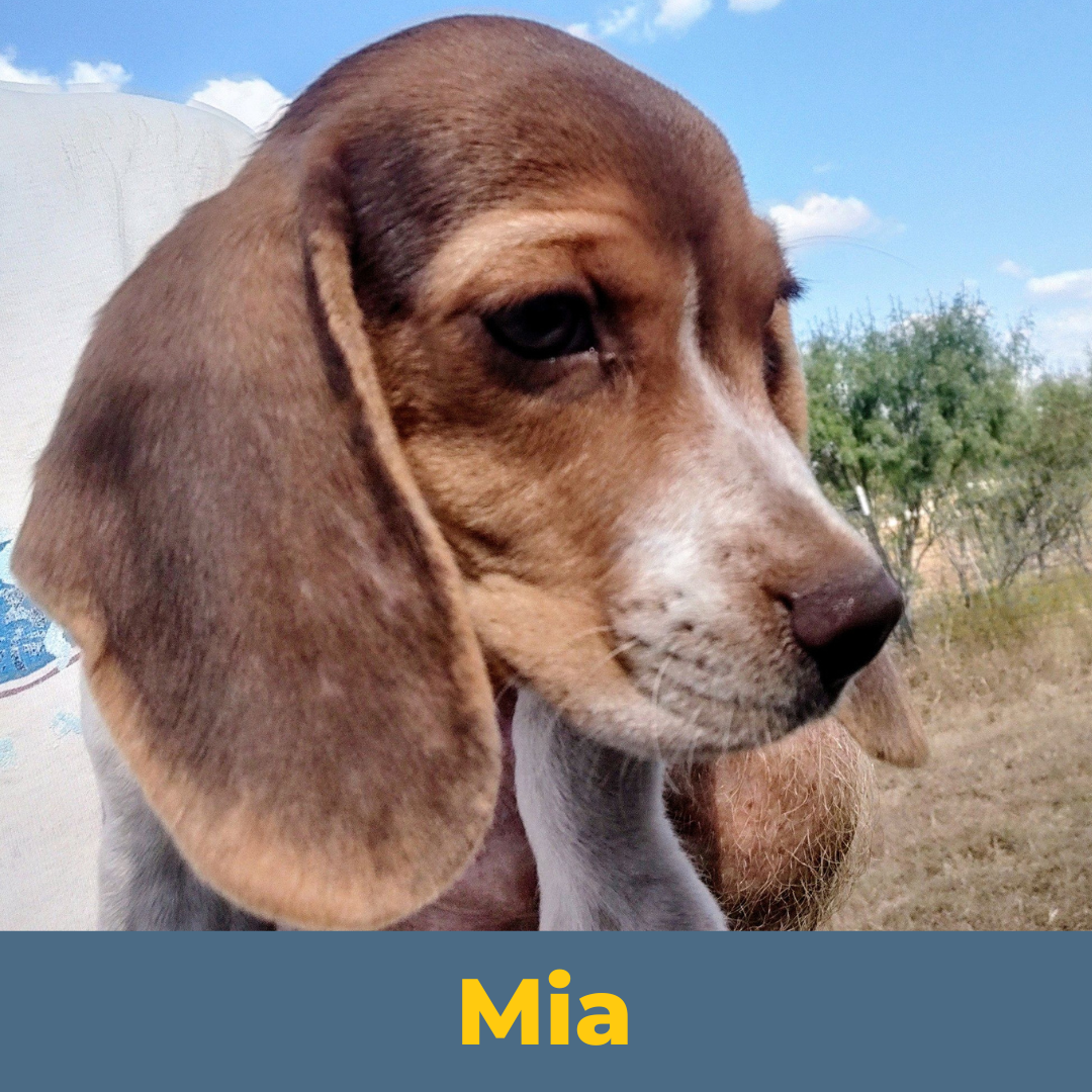 Mia the Female Beagle Puppy