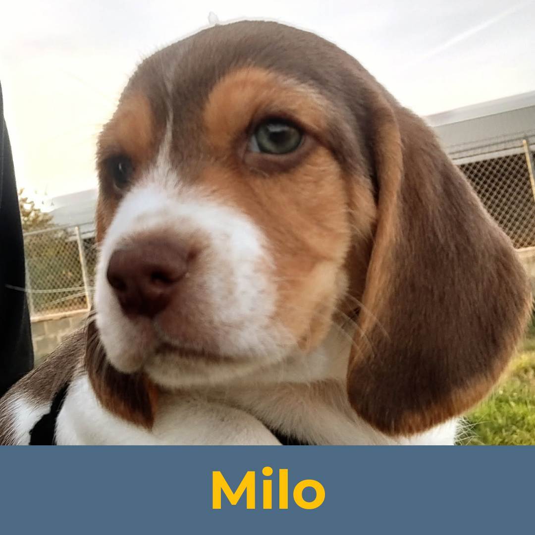 Milo (Sue & Luke) the Male Beagle Puppy