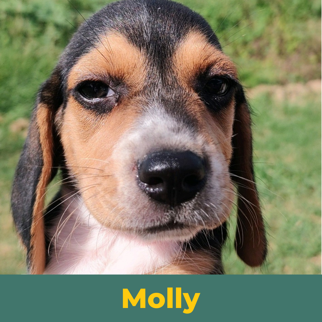 Molly the Female Beagle Puppy