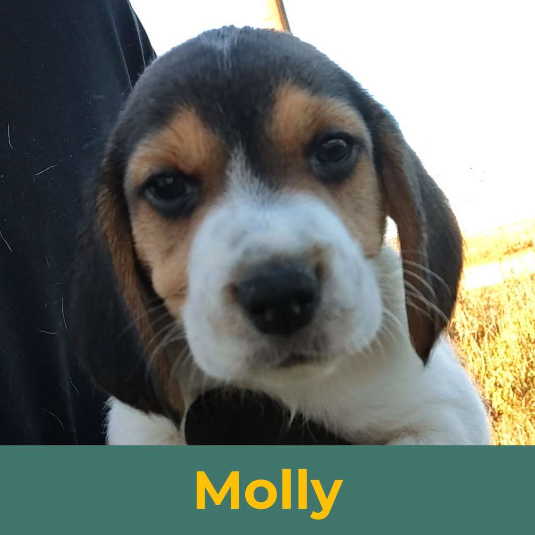 Molly (Rain & Luke) the Female Beagle Puppy