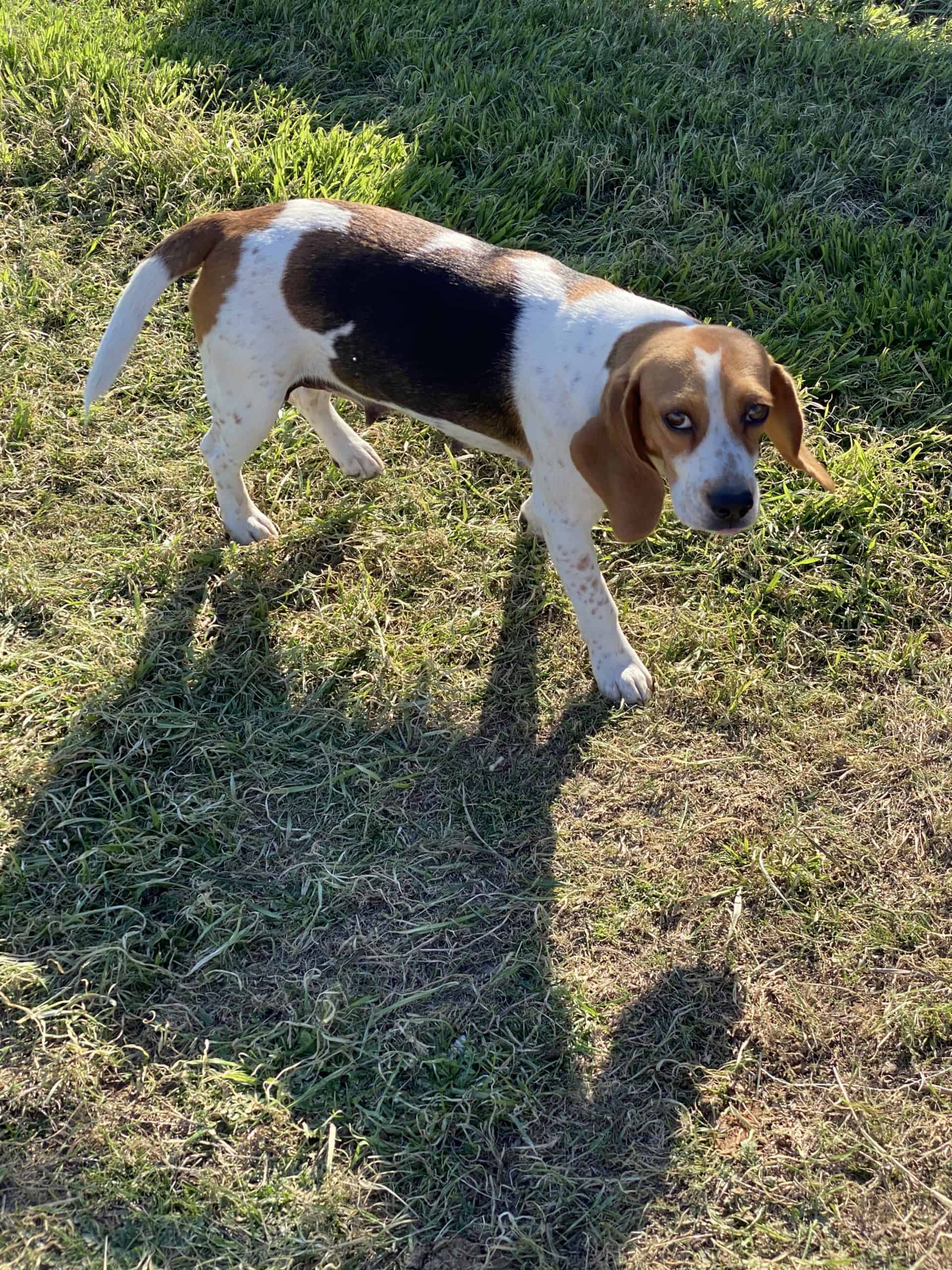 Patty - Beagle the Female Beagle