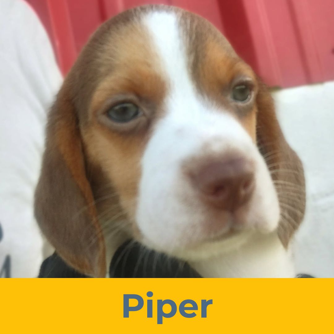 Piper (Rain & Luke) the Female Beagle Puppy