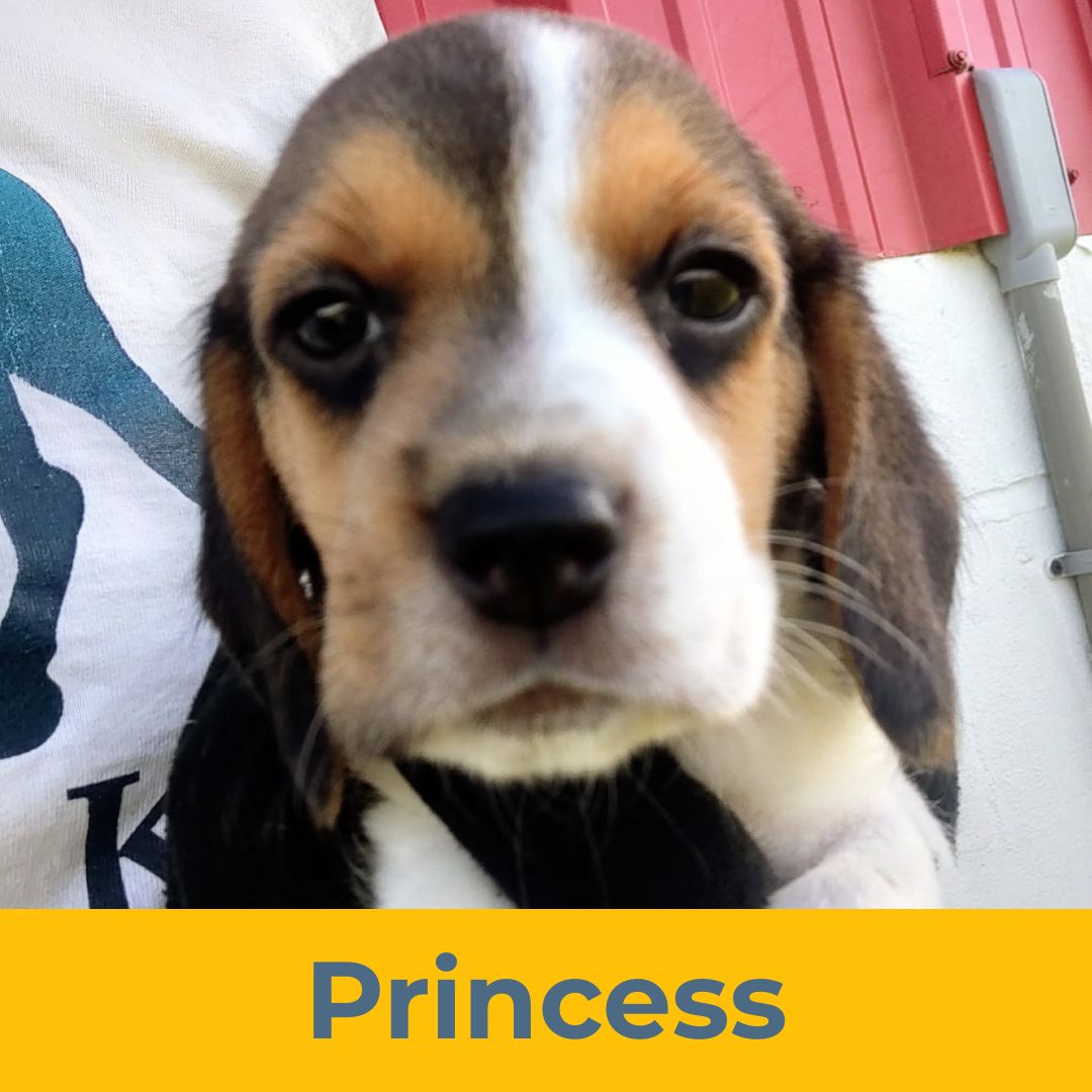 Princess (Rain & Luke) the Female Beagle Puppy